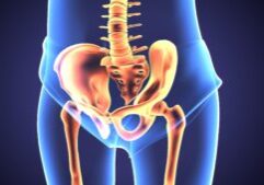 3d illustration of human body hip joint anatomy
